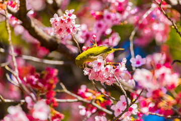 The Japanese White-eye.The background is cherry blossoms. Located in Tokyo Prefecture Japan.