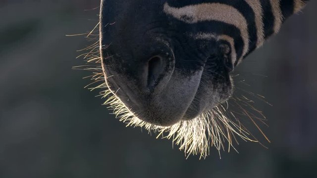 Chapman's zebra (Equus quagga chapmanni) mouth