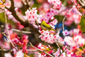 The Japanese White-eye.The background is cherry blossoms. Located in Tokyo Prefecture Japan.