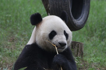 Giant Panda on the Playground, China