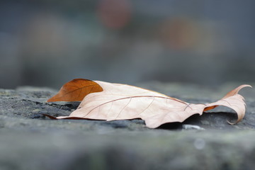 Falling Maple Leaves in Autumn
