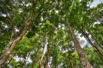 Tropical forest , northern Thailand