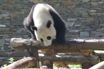 Giant Panda on the Wood Structure, China
