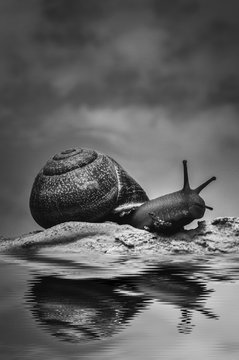  snail reflection
