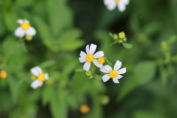 White flower On green background