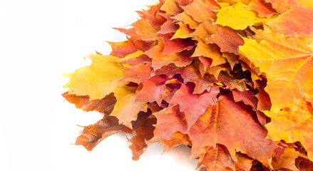 Texture, background, pattern. Autumn maple leaves. Background of maple leaves. Red and yellow maple...