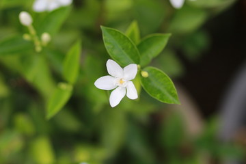 White flower on green background