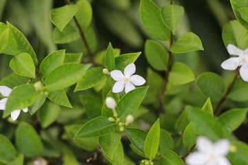 White flower on green background