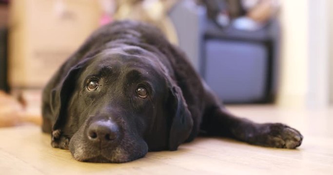 Black Labrador Retriever rest at home