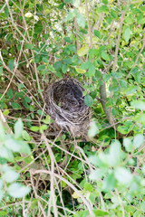 Obraz premium Empty bird nest