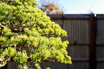 Beautiful Japanese Bonsai Tree.