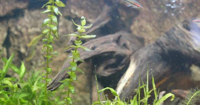 Aquarium with freshwater fish tank