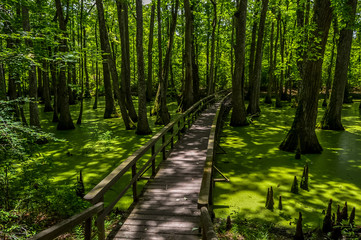 Cypress swamp at Mississippi with small crocodile getting tan and tree with roots looking for oxygen