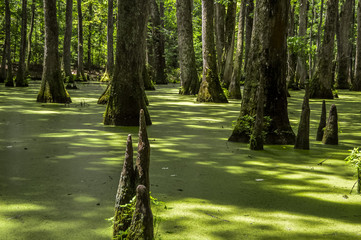 Cypress swamp at Mississippi with small crocodile getting tan and tree with roots looking for oxygen