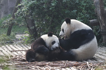 Mother Giant Panda is Playign with her Cub, Chengdu Panda Base, China