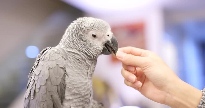 Feeding snack to African grey parrot