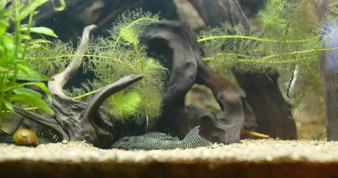 Aquarium with freshwater fish tank