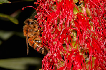 Honey Bee collecting pollen