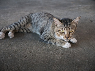 Fototapeta premium Tabby Stray Cat Lying in The Cement Floor