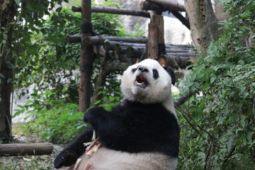 Fototapeta premium Fluffy Giant Panda Acts Funny, Chengdu Panda Base, China
