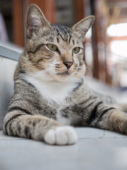 Cat Lying on The Stair