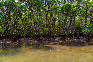 Mangrove. I shot in Amami Oshima Kagoshima Prefecture Japan.