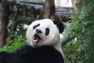 Obraz na płótnie Canvas Fluffy Funny Giant Panda , Chengdu Panda Base,China