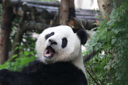 Fluffy Funny Giant Panda , Chengdu Panda Base,China