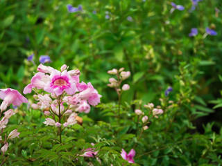 Pink Trumpet Vine Blooming