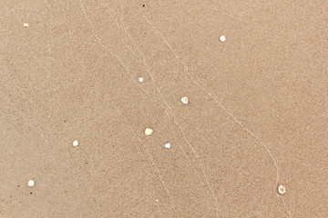 Strand Sand Textur Hintergrund Muscheln Kiesel Fein 