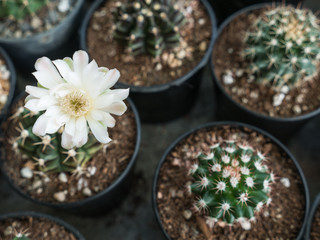 Obraz na płótnie Canvas The White Cactus Flower