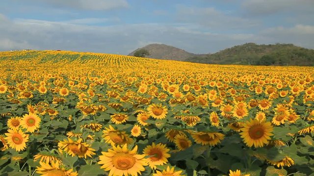 Wonderful view of sunflowers field under blue sky, Nature summer landscape