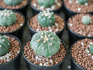 Little Cactus in The Pot