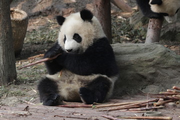 Qi Yi, Little Panda Cub in Chengdu Panda Base, Having Bamboo Shoot in his Mouth, China