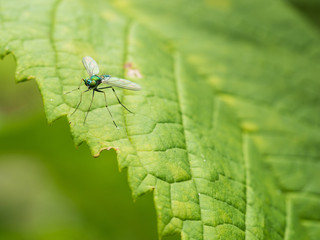 The Green Fly Standing