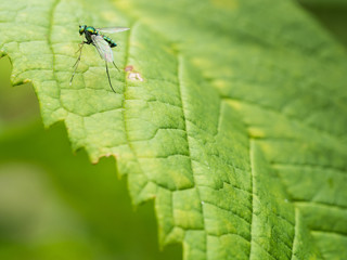 The Green Fly Standing