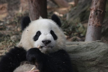 Obraz premium Qi Yi, Little Panda Cub in Chengdu Panda Base, Having Bamboo Shoot in his Mouth, China