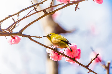The Japanese White-eye.The background is red plum blossoms. Located in Tokyo Prefecture Japan.