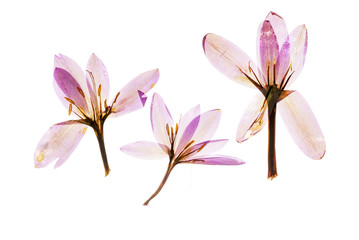 dry crocus flowers