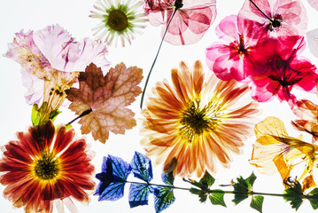 Naklejki  kwiatowy tło z kolorowymi kwiatami