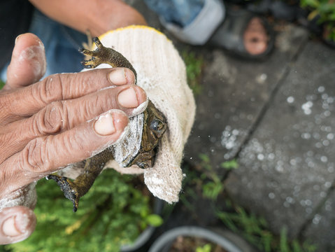 The man Caught Bullfrog Back Down