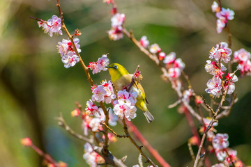 The Japanese White-eye.The background is white plum blossoms. Located in Tokyo Prefecture Japan.
