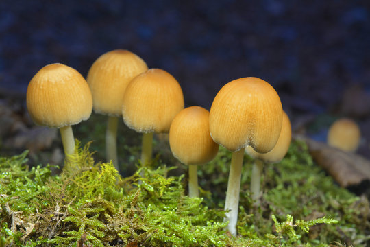 coprinellus saccharinus mushrooms