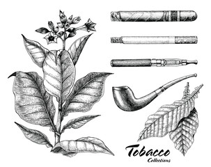 Kolekcja tytoniu rysunek styl vintage - 181882058