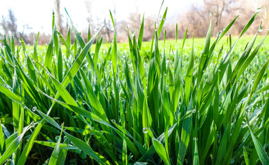 water drops on the grass in nature
