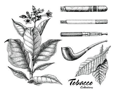 Tobacco collection hand drawing vintage style