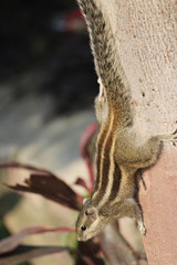 Squirrel 