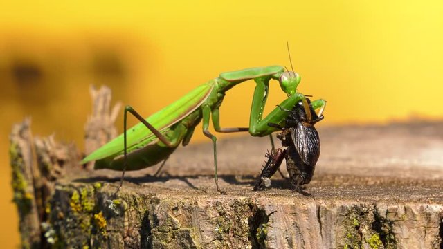 praying mantis eating cricket tries to fight back 4k