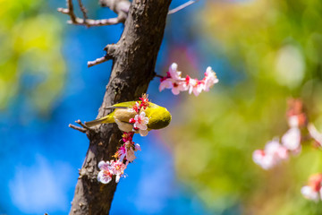 The Japanese White-eye.The background is white plum blossoms. Located in Tokyo Prefecture Japan.