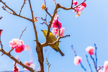 The Japanese White-eye.The background is red plum blossoms. Located in Tokyo Prefecture Japan.